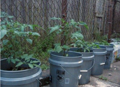 Kontainer Ember Plastik 5 Gallon untuk Menanam Sayuran